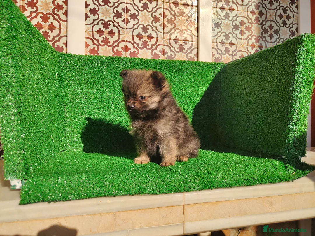 Pomerania perros en venta: Pomerania  - Anuncio 6