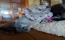 Azul Ruso gatos en venta: Cachorros azul ruso  en Cuenca - Imagen 4