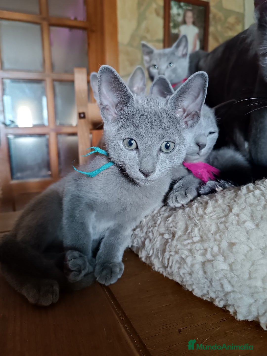 Azul Ruso gatos en venta: Cachorros azul ruso  en Cuenca - Imagen 4