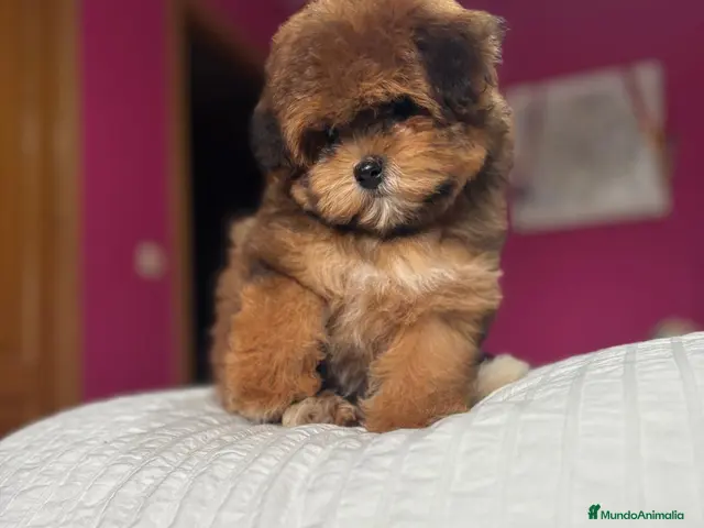 Maltipoo perros en venta: Maltipoo hembra TOY fotos reales y actuales. - Anuncio 1