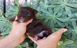 Yorkshire Terrier perros en venta: Cachorros Dark chocolate y Biro - Imagen 3