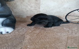 Cocker Spaniel Inglés perros en venta: COCKERS - Imagen 3