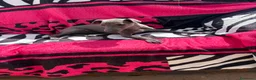 Whippet perros en venta: whippet blue en Barcelona - Anuncio 2