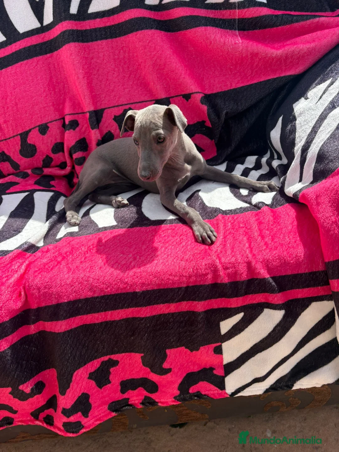 Whippet perros en venta: whippet blue en Barcelona - Anuncio 2