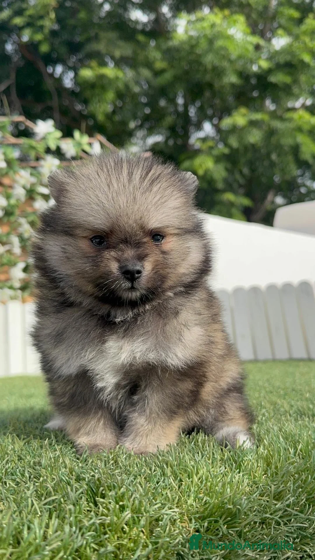 Pomerania perros en venta: POMERANIA - Anuncio 16