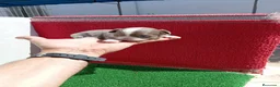 Chihuahua perros en venta: PRECIOSOS CHIHUAHUA RUSO Y ASIÁTICO   - Anuncio 12
