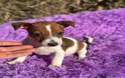 Jack Russell Terrier perros en venta: Jack russell pata corta - Imagen 10