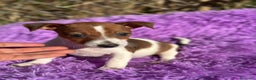 Jack Russell Terrier perros en venta: Jack russell pata corta - Anuncio 10