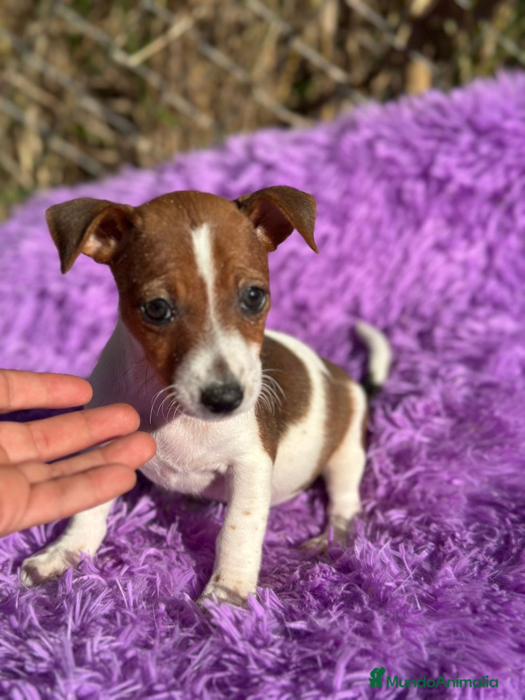 Jack Russell Terrier perros en venta: Jack russell pata corta - Imagen 10