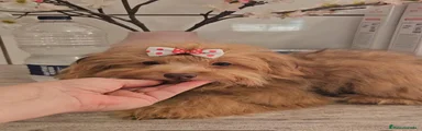 Pomapoo 1