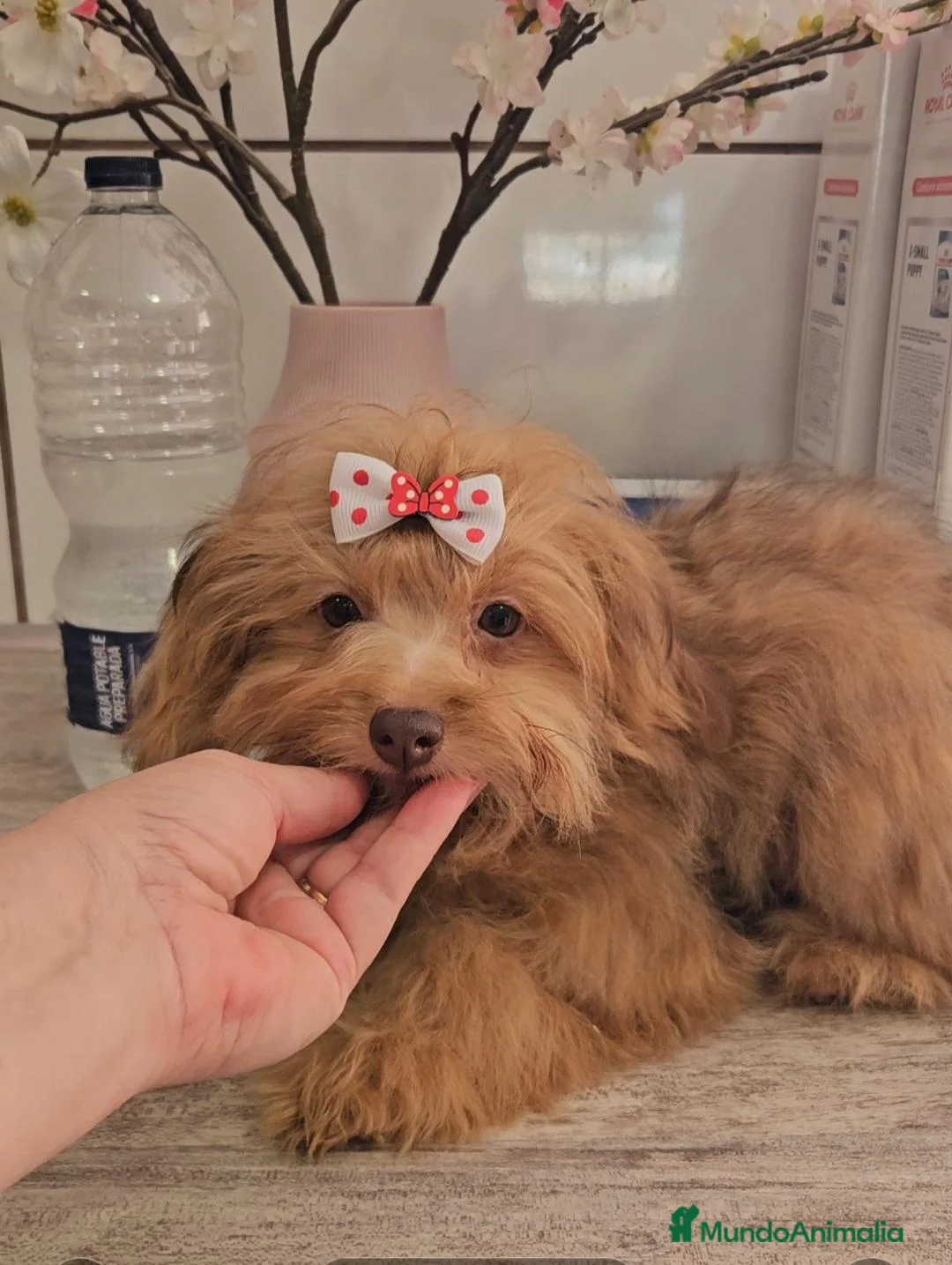 Pomapoo perros en venta: Pomepoo - Anuncio 1