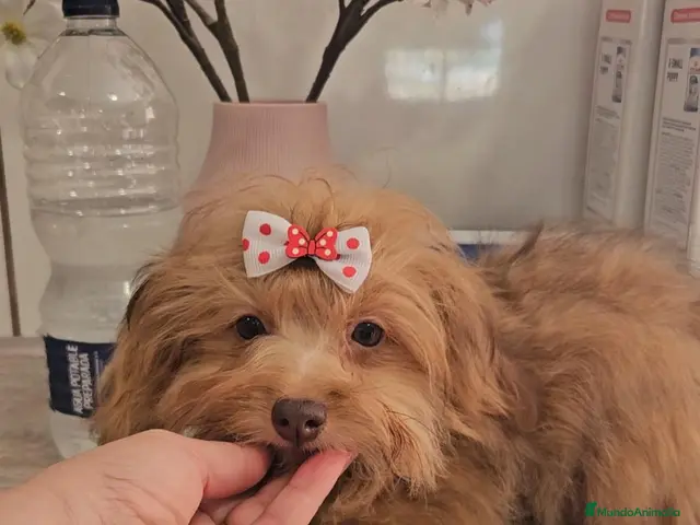 Pomapoo perros Pomepoo - Anuncio 13