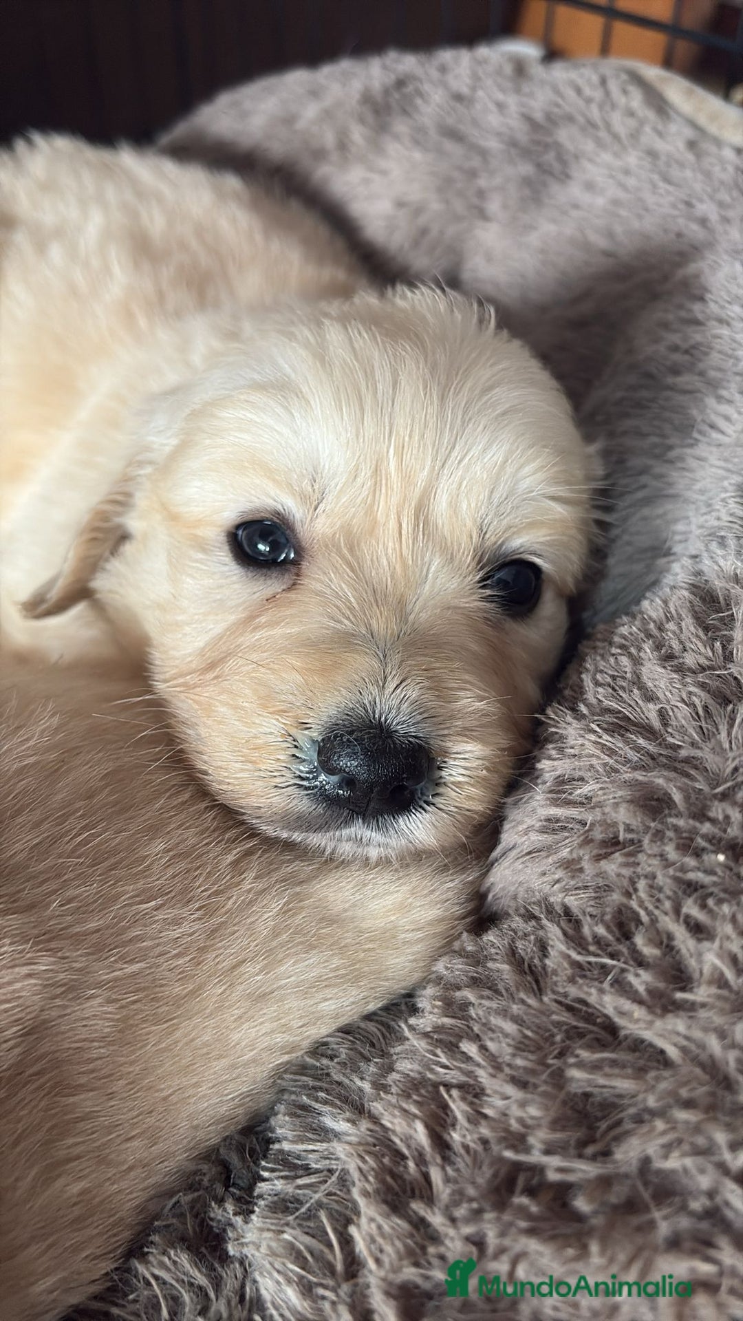 Golden Retriever perros en venta: Golden Retriever disponible  - Anuncio 5