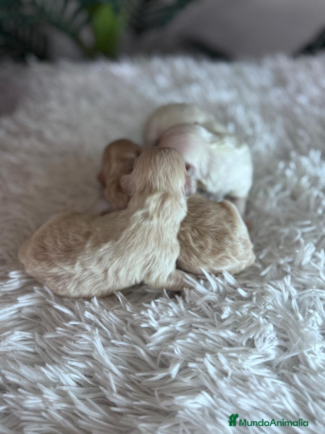 Maltipoo perros en venta: MALTIPOO - Anuncio 13