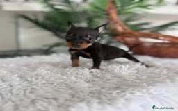 Pinscher Miniatura perros en venta: MINI PINSCHER MUNIATURA - Anuncio 12