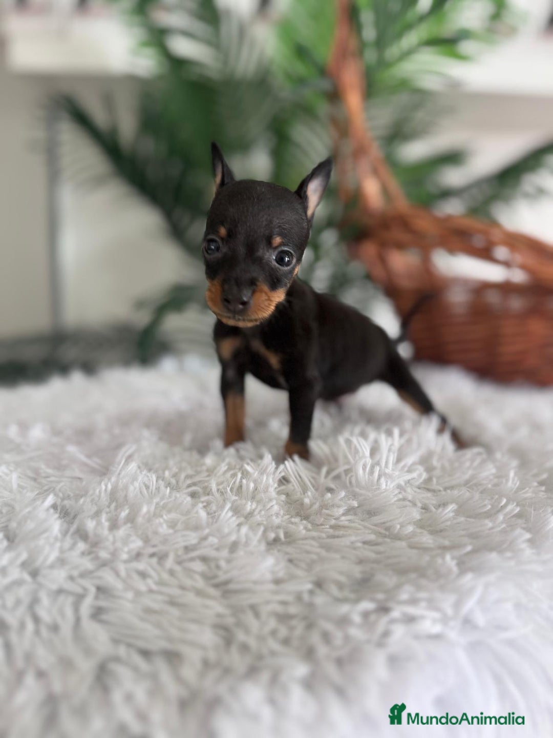 Pinscher Miniatura perros en venta: MINI PINSCHER MUNIATURA - Anuncio 12