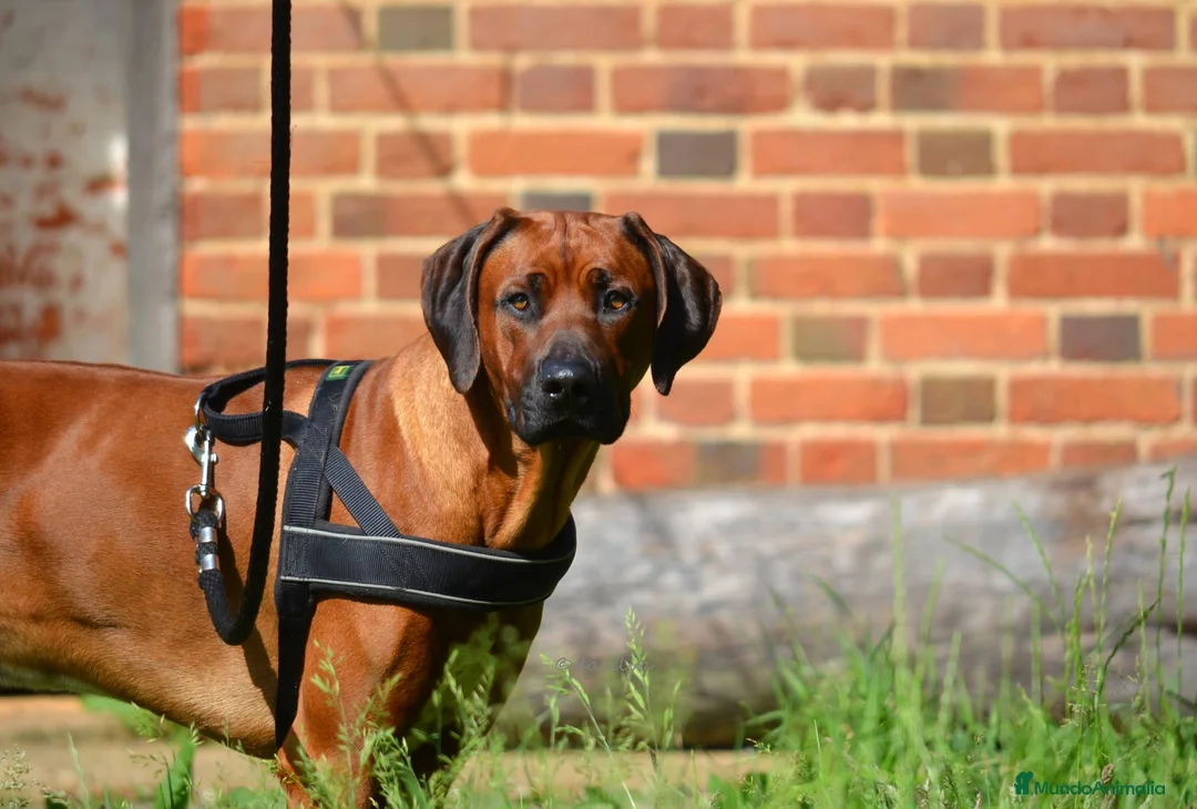 Imagen de galería {{count}}