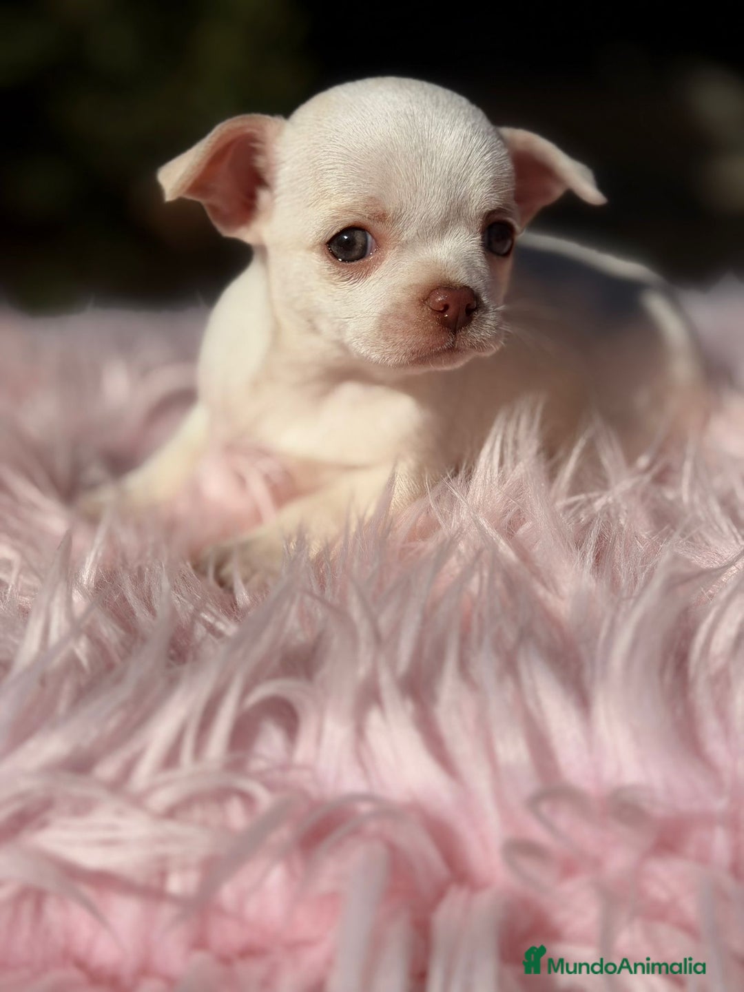 Chihuahua perros en venta: Chihuahua Blanca - Anuncio 3