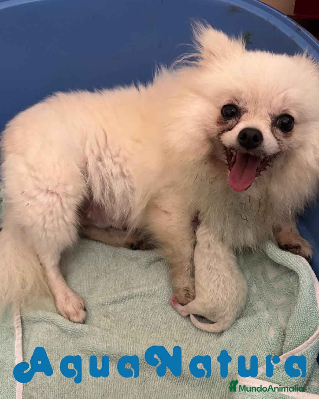 Pomerania perros en venta:  Pomerania Macho de Ranita AQUANATURA - Imagen 5