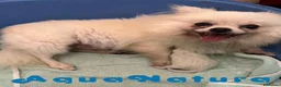 Pomerania perros en venta:  Pomerania Macho de Ranita AQUANATURA - Anuncio 5