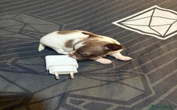 Chihuahua perros en venta: Chihuahua toy linea rusa  - Imagen 4