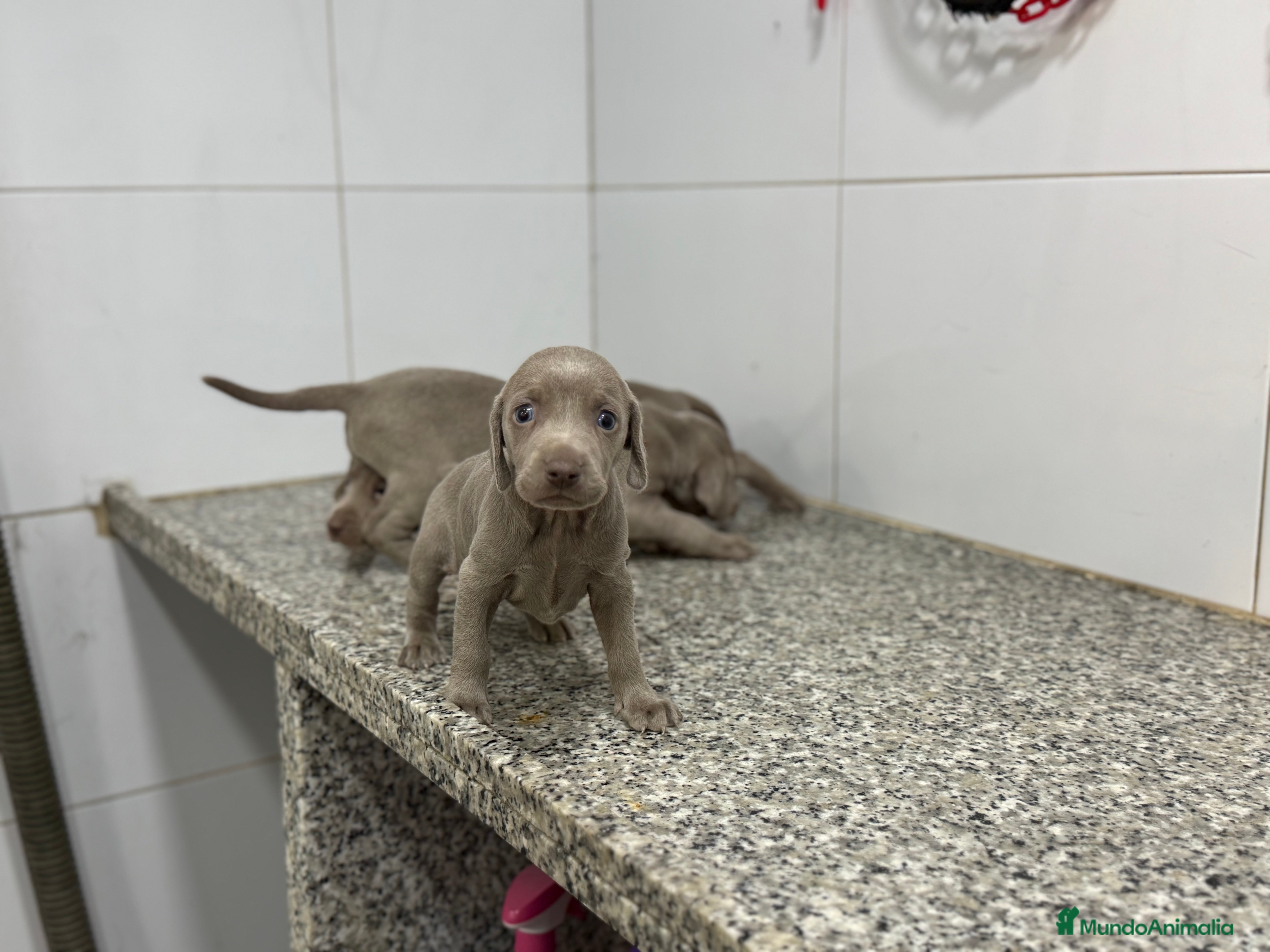 Weimaraner perros Cachorros Bravo de Weimar 600€ PRECIO REAL - Anuncio 4