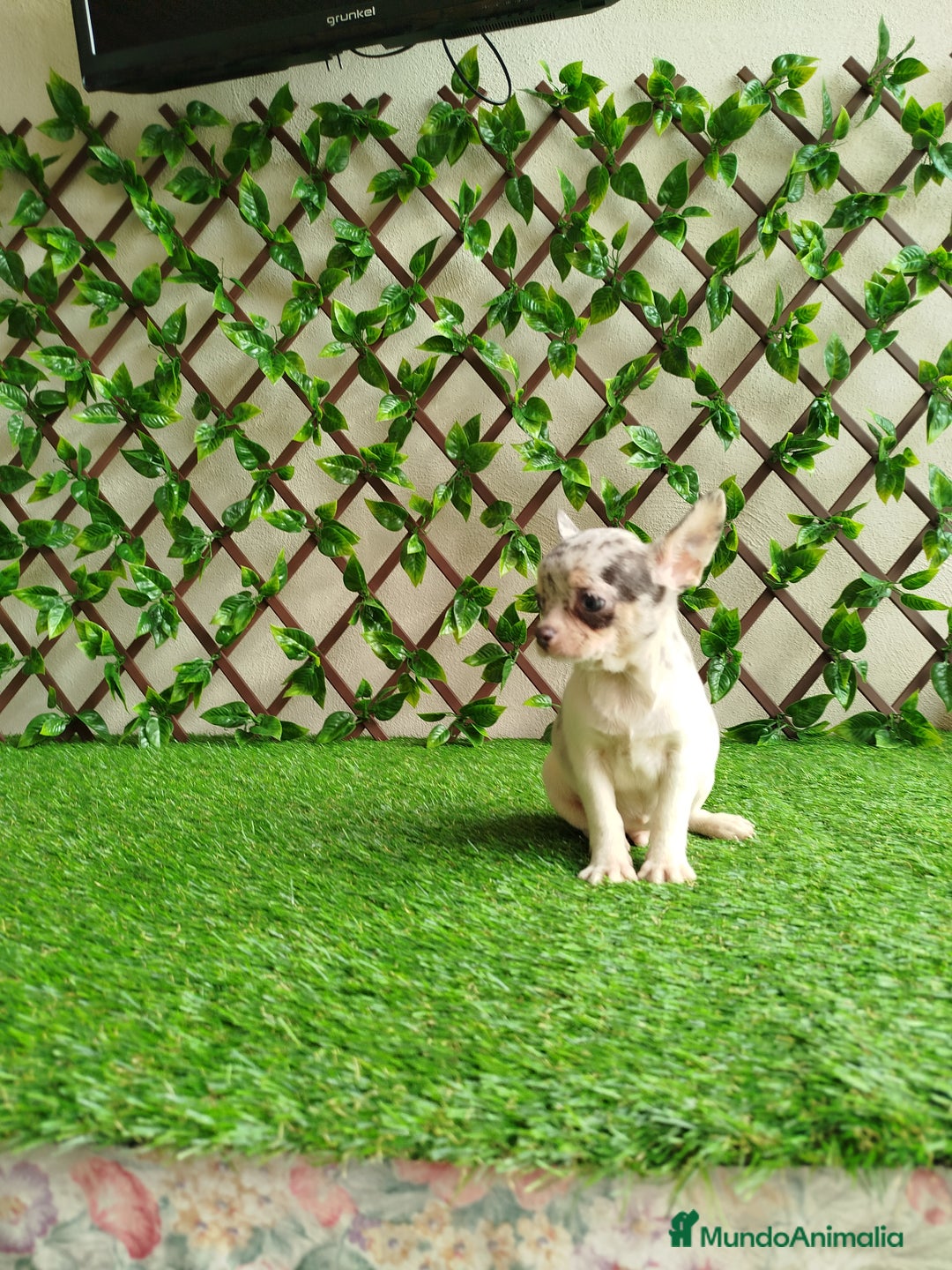 Chihuahua perros en venta: Chihuahua Toy merle - Anuncio 3