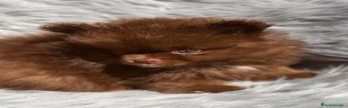 Pomerania 2