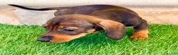 Teckel Miniatura perros en venta: Teckel Miniatura Hoja - Anuncio 17