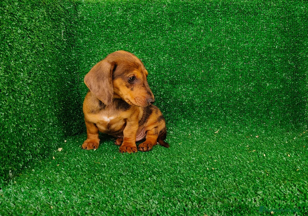 Teckel Miniatura perros en venta: Teckel miniatura  - Anuncio 2