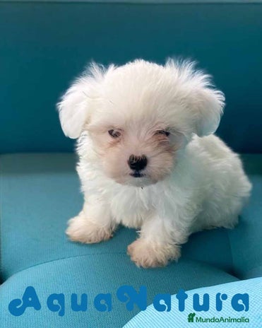 Bichón Maltés perros Bichon Maltes Macho 6810 - AQUANATURA en Barcelona - Anuncio 2