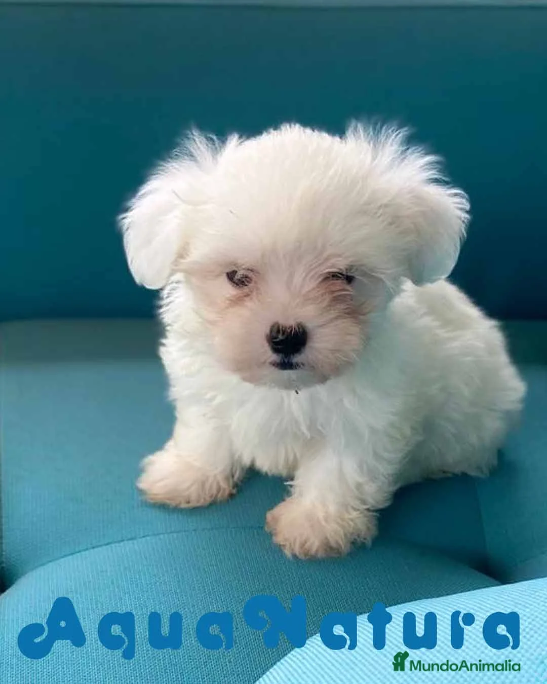 Bichón Maltés perros en venta: Bichon Maltes Macho 6810 - AQUANATURA en Barcelona - Anuncio 1