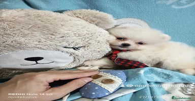 Pomerania perros - Anuncio 1