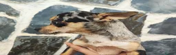 Chihuahua perros en venta: CHIHUAHUA ADULTO MACHO - Anuncio 2