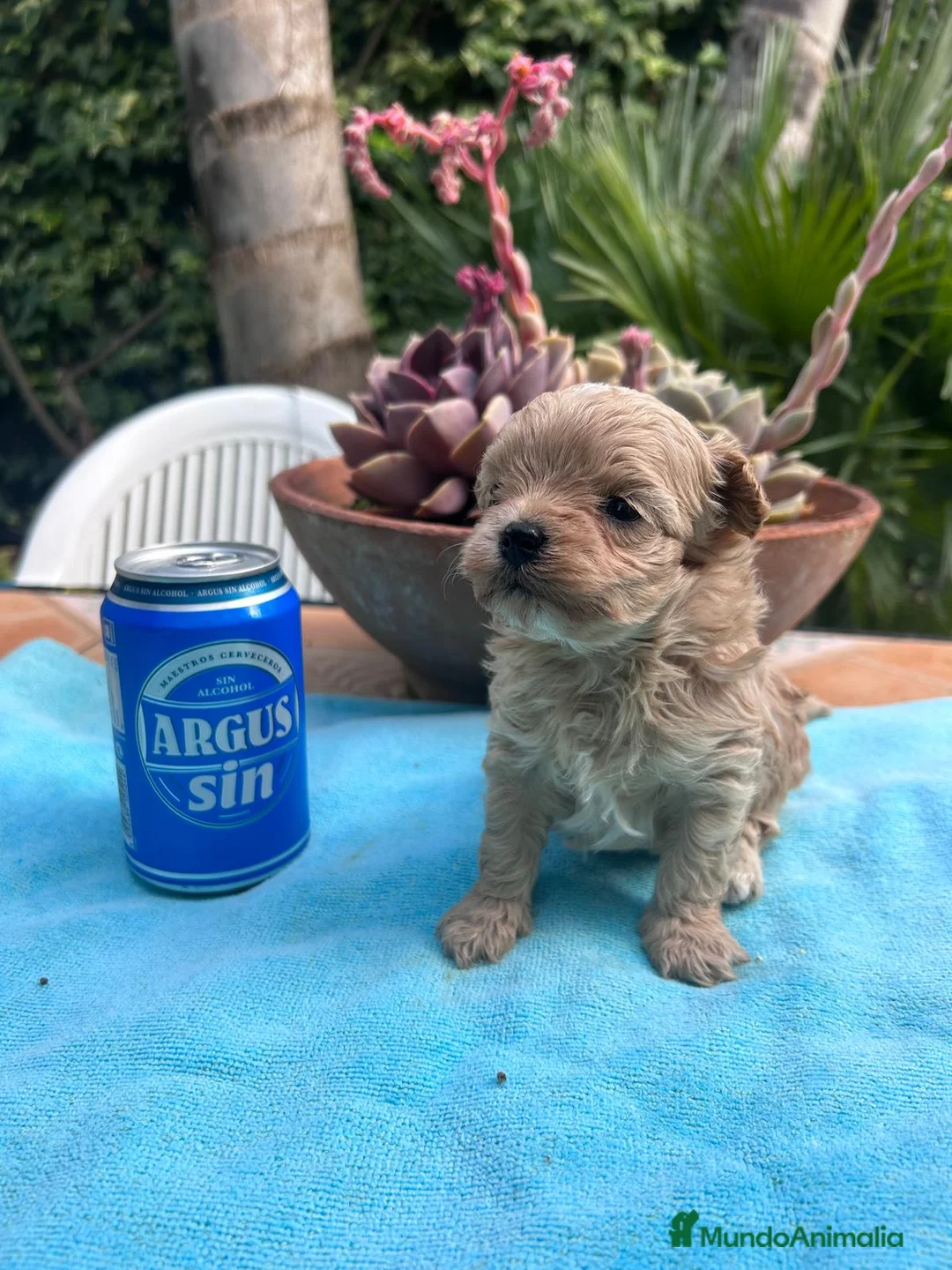 Maltipoo perros en venta: Camada cachorros raza Maltipoo en Granada - Anuncio 11
