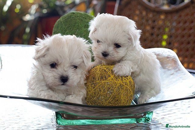 Bichón Maltés perros BICHON MALTÉS MÁLAGA !!! - Anuncio 2