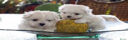 Bichón Maltés perros en venta: BICHON MALTÉS MÁLAGA !!! - Anuncio 2