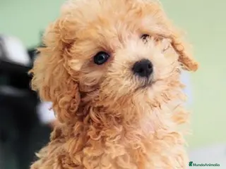 Caniche Toy perros ‼️‼️CANICHE 50% ASIÁTICOS - Anuncio 2