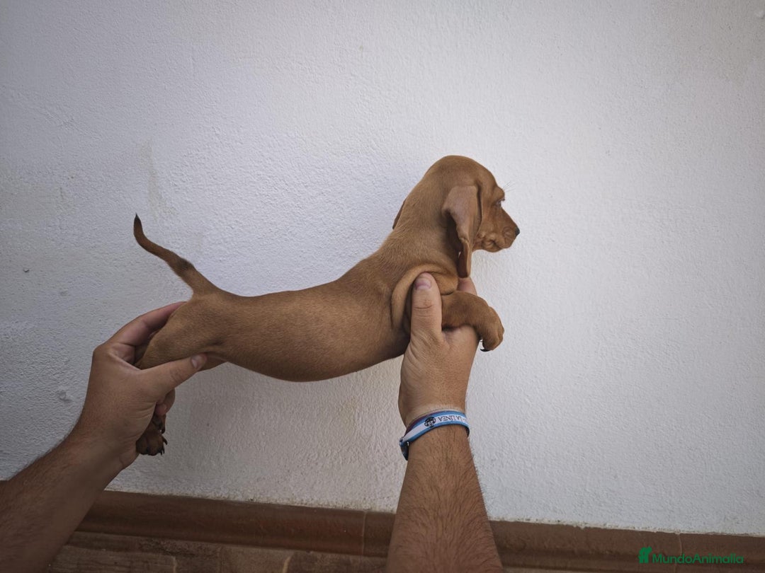 Teckel perros en venta: CAMADA DE TECKEL - Imagen 1