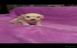 Maltipoo perros en venta: Maltipoo mini - Imagen 6