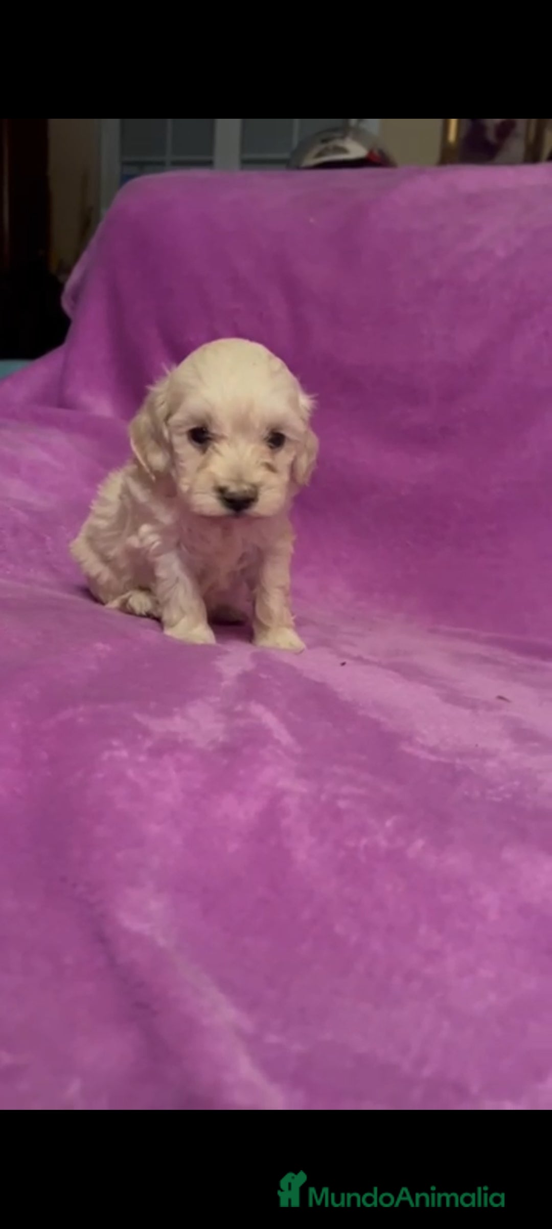 Maltipoo perros en venta: Maltipoo mini - Imagen 6