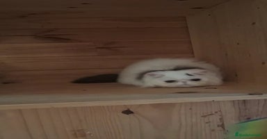 Persa gatos Gatito Persa - Anuncio 15