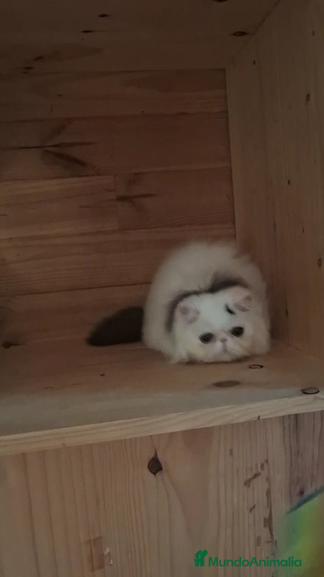 Persa gatos en venta: Gatito Persa - Anuncio 3