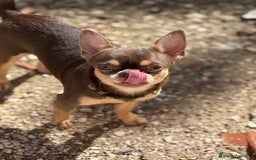 Chihuahua perros para monta: Chihuahua línea rusa para monta - Imagen 3