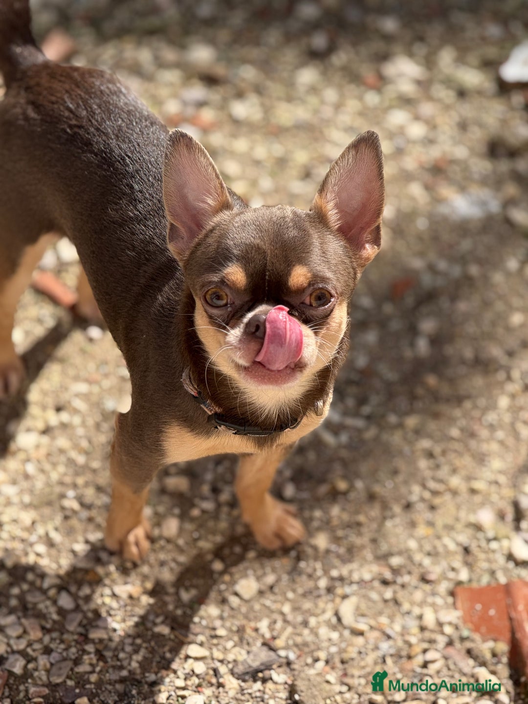 Chihuahua perros para monta: Chihuahua línea rusa para monta - Imagen 3