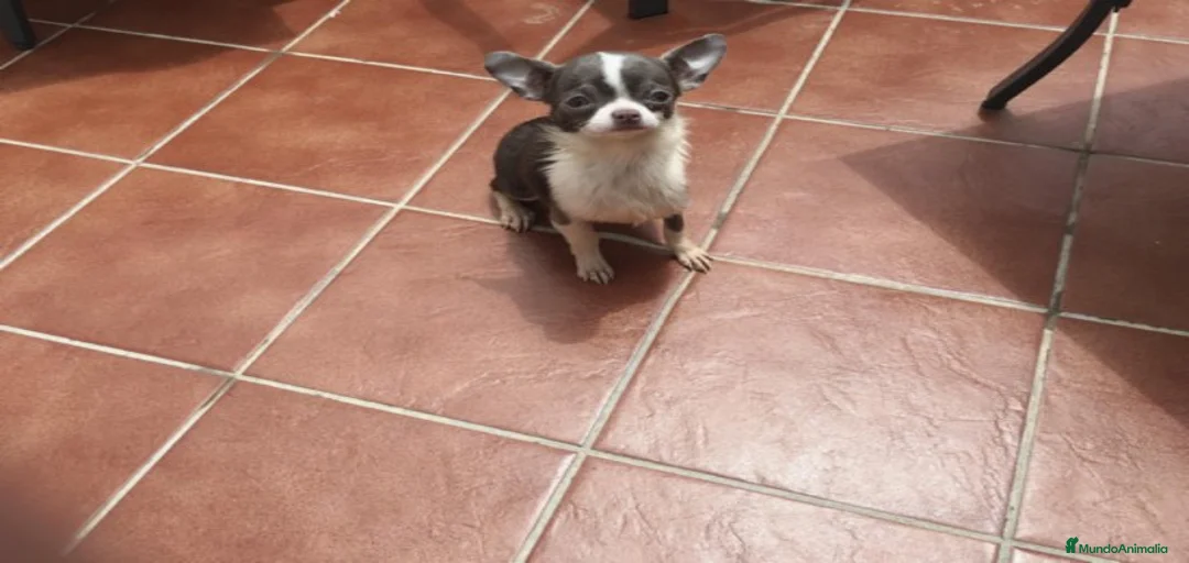 Imagen de galería {{count}}