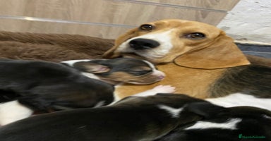 Beagle perros - Propaganda 2