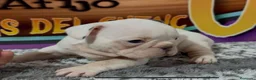 Bulldog Francés perros en venta: cachorrito de bulldog frances - Anuncio 3