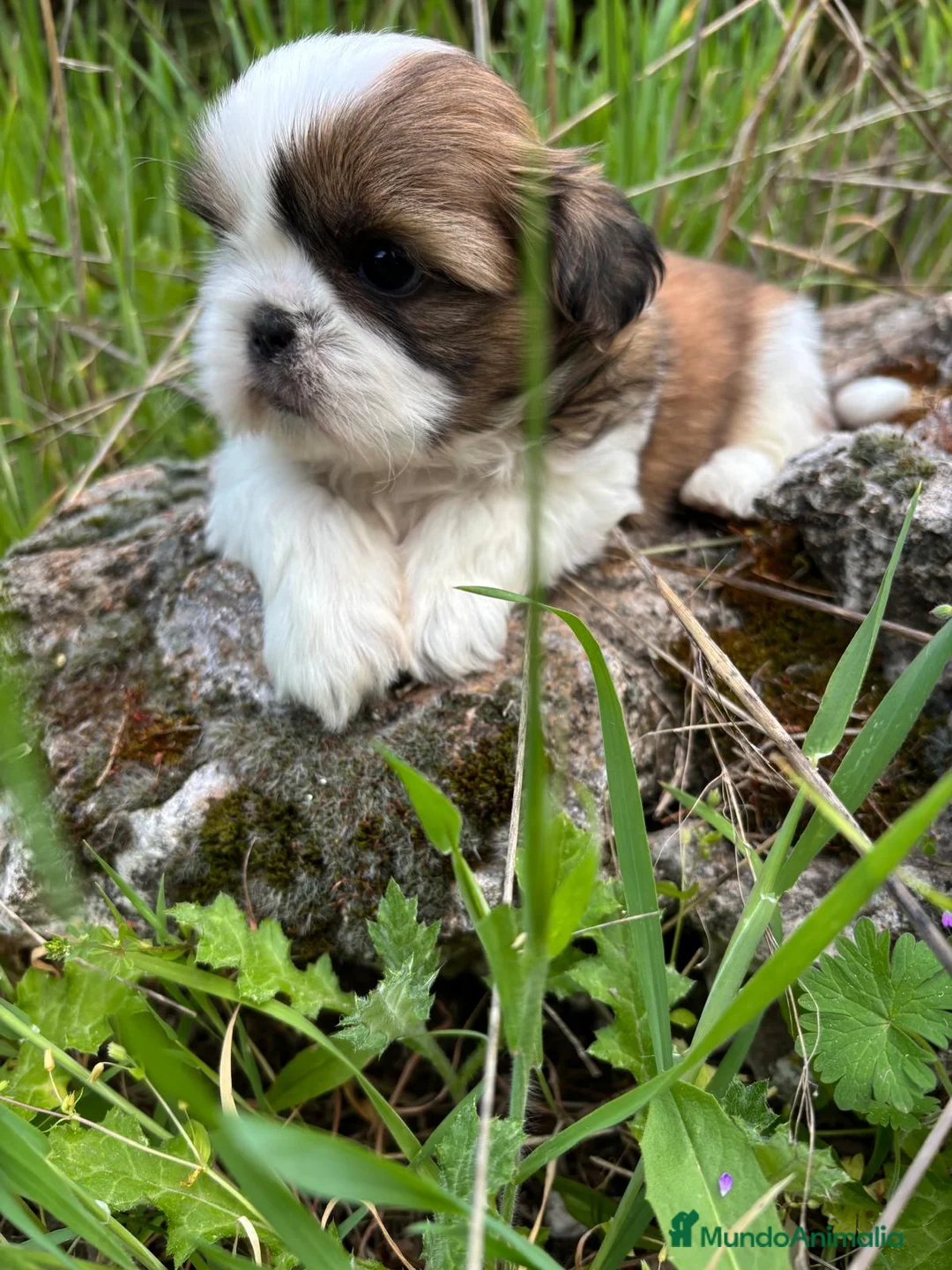 Shih Tzu perros en venta: Shih tzu  machos disponibles!! - Anuncio 1