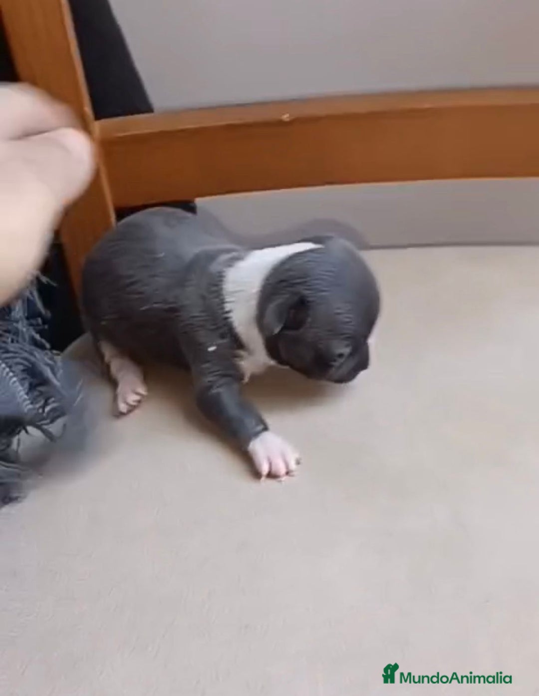 Chihuahua perros en venta: Chihuahua Mini toy blue - Anuncio 9